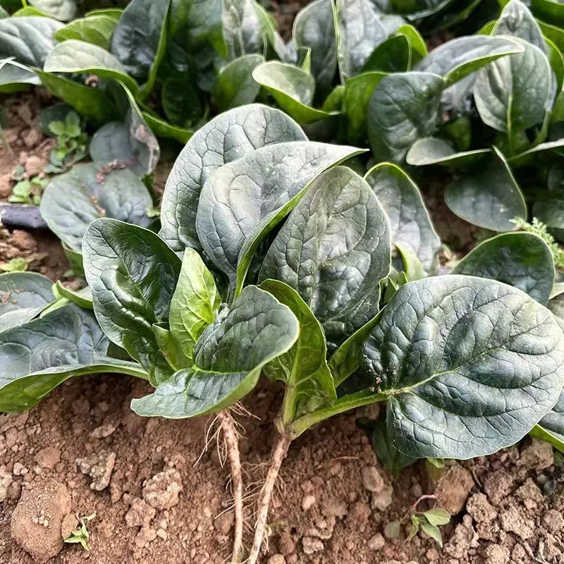 Dwarf Spinach