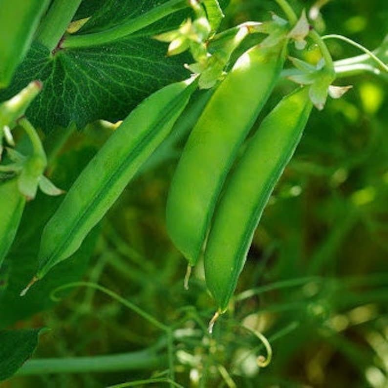 Sweet Pea Organic Seeds - Heirloom, Open Pollinated, Non GMO