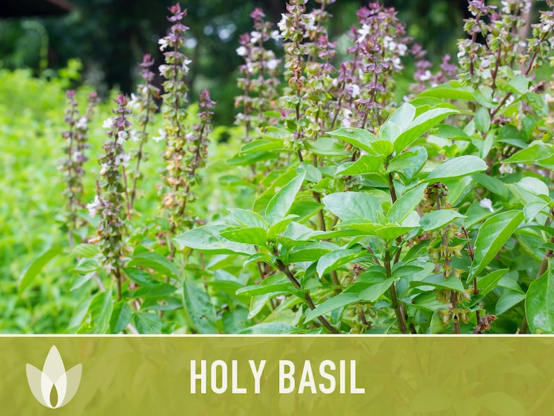 Holy Basil, Tulsi Herb Heirloom Seeds