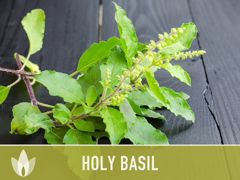 Holy Basil, Tulsi Herb Heirloom Seeds