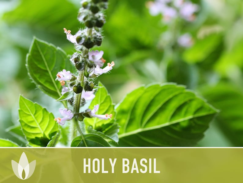 Holy Basil, Tulsi Herb Heirloom Seeds