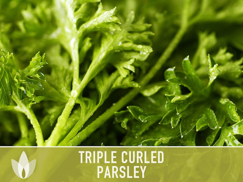 Triple Curled Parsley Herb Heirloom Seeds - Moss Curled Parsley, Microgreens, Seed Packets, Non-GMO, Open Pollinated