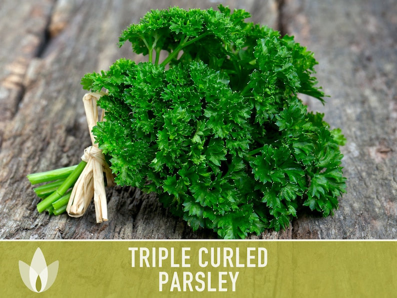 Triple Curled Parsley Herb Heirloom Seeds - Moss Curled Parsley, Microgreens, Seed Packets, Non-GMO, Open Pollinated