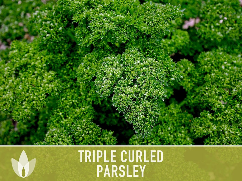 Triple Curled Parsley Herb Heirloom Seeds - Moss Curled Parsley, Microgreens, Seed Packets, Non-GMO, Open Pollinated