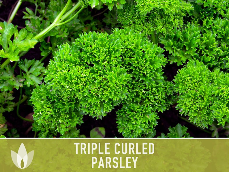 Triple Curled Parsley Herb Heirloom Seeds - Moss Curled Parsley, Microgreens, Seed Packets, Non-GMO, Open Pollinated