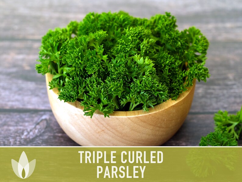 Triple Curled Parsley Herb Heirloom Seeds - Moss Curled Parsley, Microgreens, Seed Packets, Non-GMO, Open Pollinated