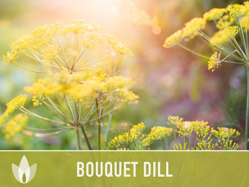 Bouquet Dill Heirloom Seeds - Non-GMO, Open Pollinated, Culinary Herb