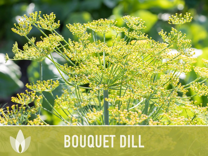 Bouquet Dill Heirloom Seeds - Non-GMO, Open Pollinated, Culinary Herb