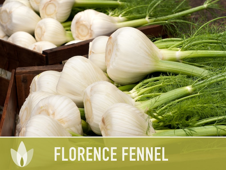 Florence Fennel Heirloom Seeds - Non-GMO, Medicinal Herb, Culinary Herb, Open Pollinated