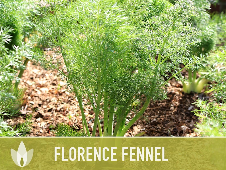 Florence Fennel Heirloom Seeds - Non-GMO, Medicinal Herb, Culinary Herb, Open Pollinated