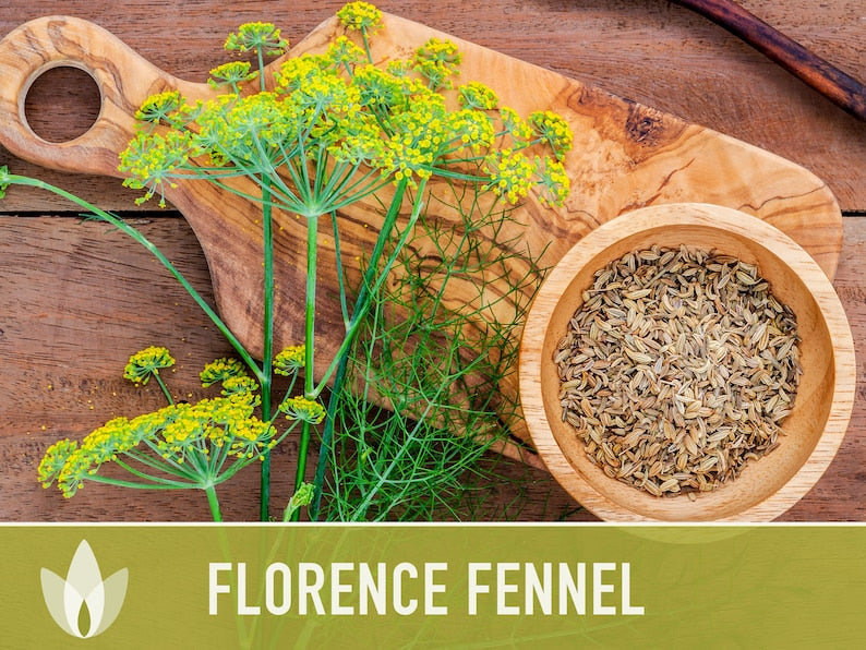 Florence Fennel Heirloom Seeds - Non-GMO, Medicinal Herb, Culinary Herb, Open Pollinated