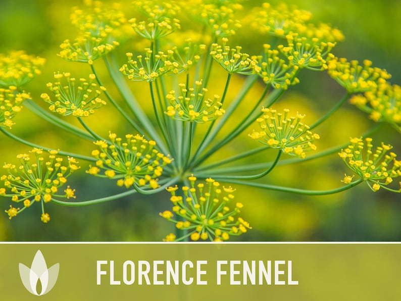 Florence Fennel Heirloom Seeds - Non-GMO, Medicinal Herb, Culinary Herb, Open Pollinated