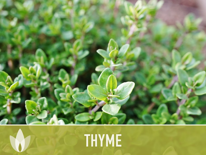 Thyme Vulgaris Heirloom Herb Seeds - Culinary Herb, Open Pollinated, Non-GMO