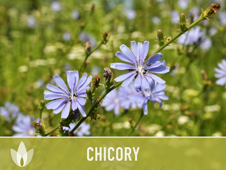 Chicory Wildflower Herb Heirloom Seeds, Flower Seeds, Wildflower, Medicinal Herb