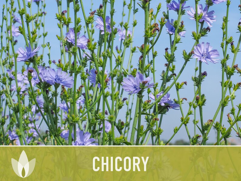 Chicory Wildflower Herb Heirloom Seeds, Flower Seeds, Wildflower, Medicinal Herb