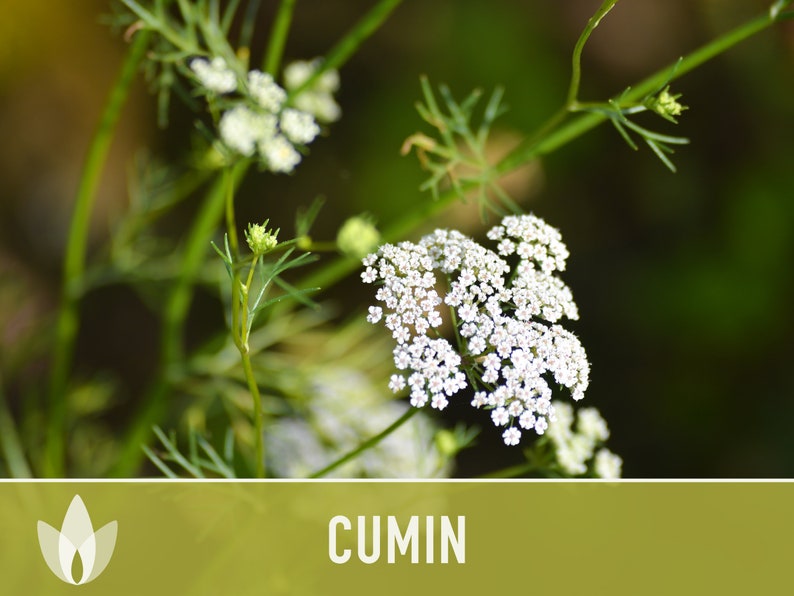 Cumin Herb Heirloom Seeds