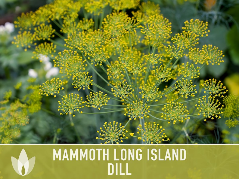 Mammoth Long Island Dill Heirloom Seeds - Pickling Spice, Culinary Herb, Butterfly Host Plant, Swallowtail Butterfly Host, Non-GMO