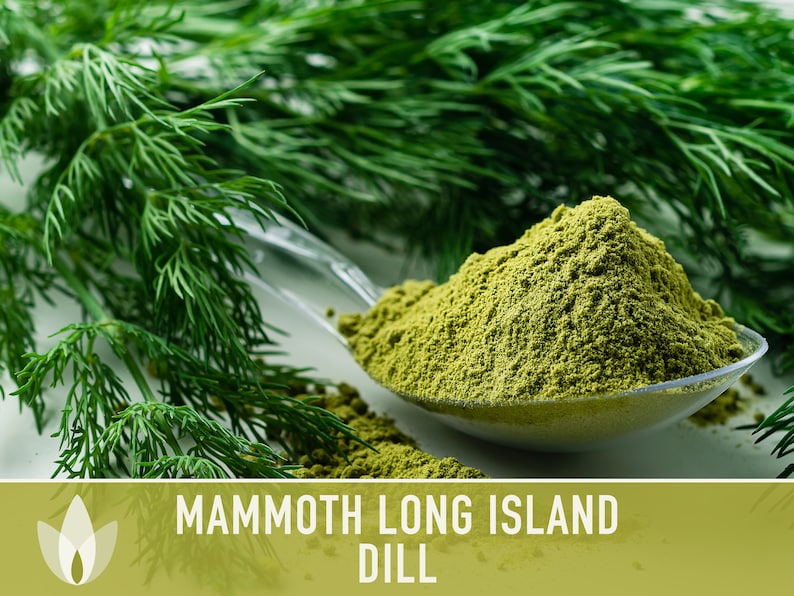 Mammoth Long Island Dill Heirloom Seeds - Pickling Spice, Culinary Herb, Butterfly Host Plant, Swallowtail Butterfly Host, Non-GMO