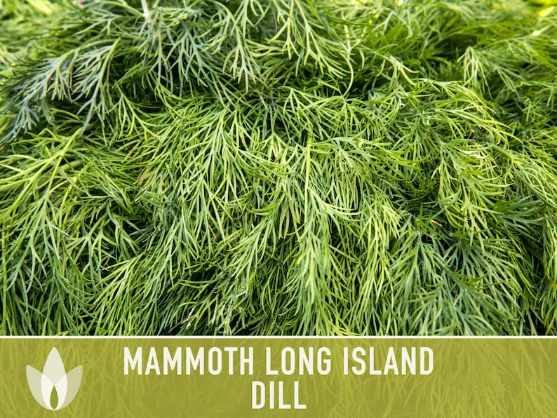 Mammoth Long Island Dill Heirloom Seeds - Pickling Spice, Culinary Herb, Butterfly Host Plant, Swallowtail Butterfly Host, Non-GMO