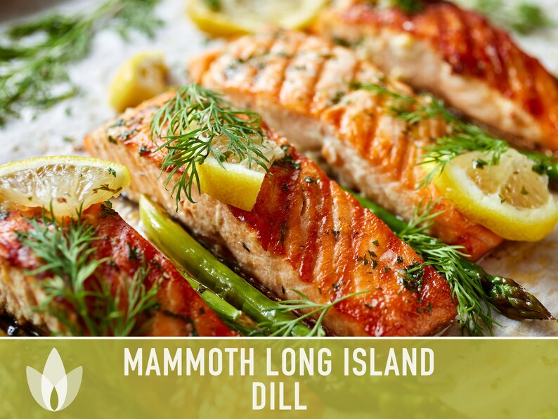 Mammoth Long Island Dill Heirloom Seeds - Pickling Spice, Culinary Herb, Butterfly Host Plant, Swallowtail Butterfly Host, Non-GMO