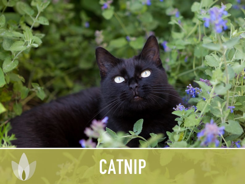 Catnip Herb Heirloom Seeds