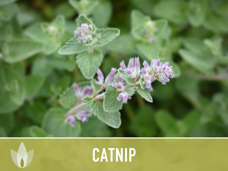 Catnip Herb Heirloom Seeds