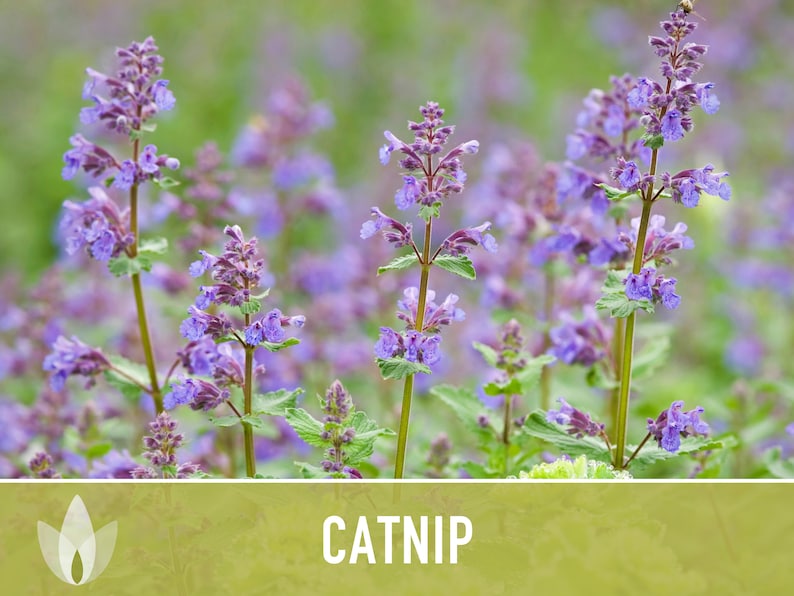 Catnip Herb Heirloom Seeds