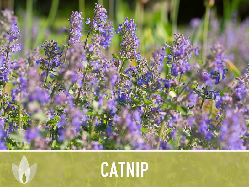 Catnip Herb Heirloom Seeds