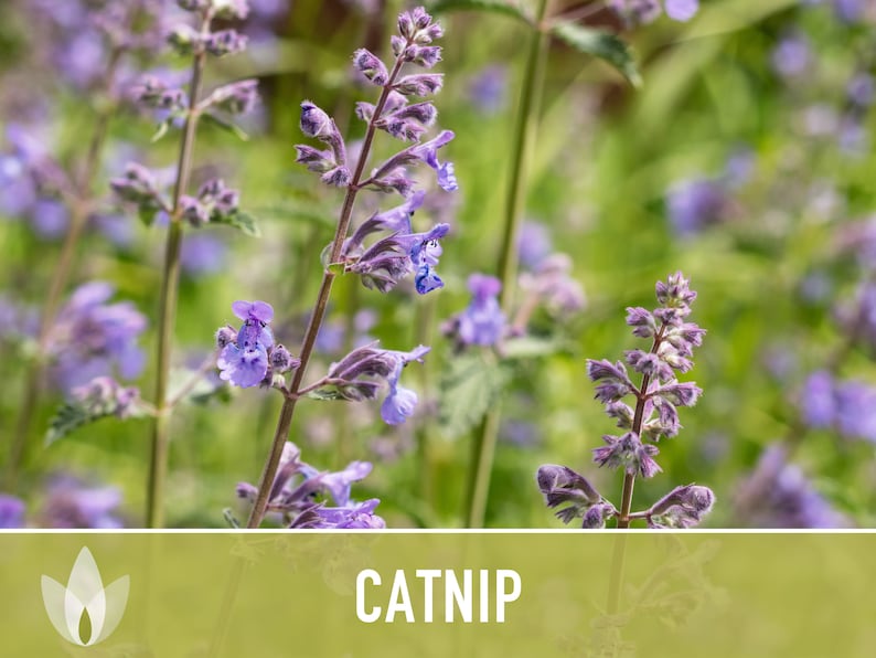 Catnip Herb Heirloom Seeds