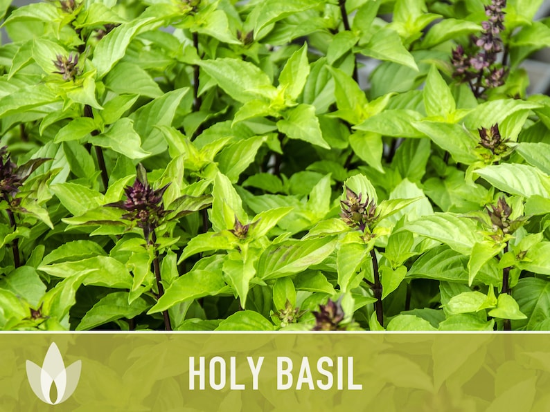 Holy Basil, Tulsi Herb Heirloom Seeds