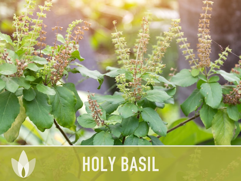 Holy Basil, Tulsi Herb Heirloom Seeds