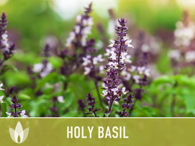 Holy Basil, Tulsi Herb Heirloom Seeds