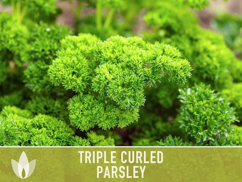 Triple Curled Parsley Herb Heirloom Seeds - Moss Curled Parsley, Microgreens, Seed Packets, Non-GMO, Open Pollinated