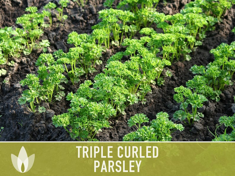 Triple Curled Parsley Herb Heirloom Seeds - Moss Curled Parsley, Microgreens, Seed Packets, Non-GMO, Open Pollinated