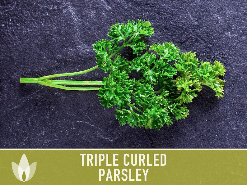 Triple Curled Parsley Herb Heirloom Seeds - Moss Curled Parsley, Microgreens, Seed Packets, Non-GMO, Open Pollinated