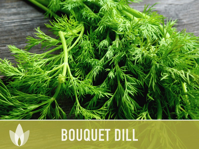 Bouquet Dill Heirloom Seeds - Non-GMO, Open Pollinated, Culinary Herb