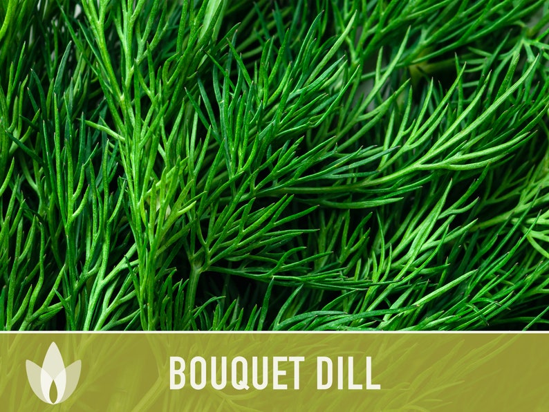 Bouquet Dill Heirloom Seeds - Non-GMO, Open Pollinated, Culinary Herb