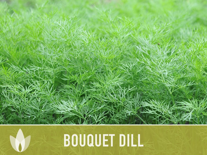 Bouquet Dill Heirloom Seeds - Non-GMO, Open Pollinated, Culinary Herb