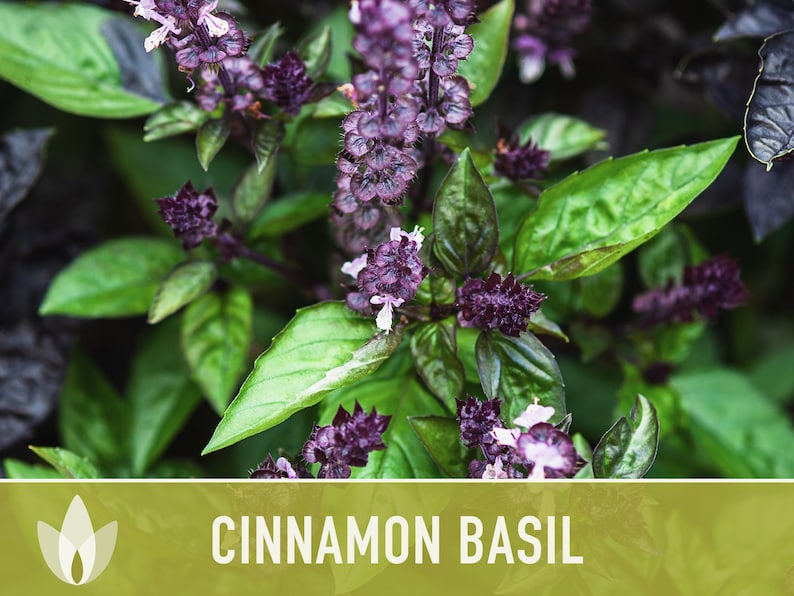 Cinnamon Basil Herb Heirloom Seeds