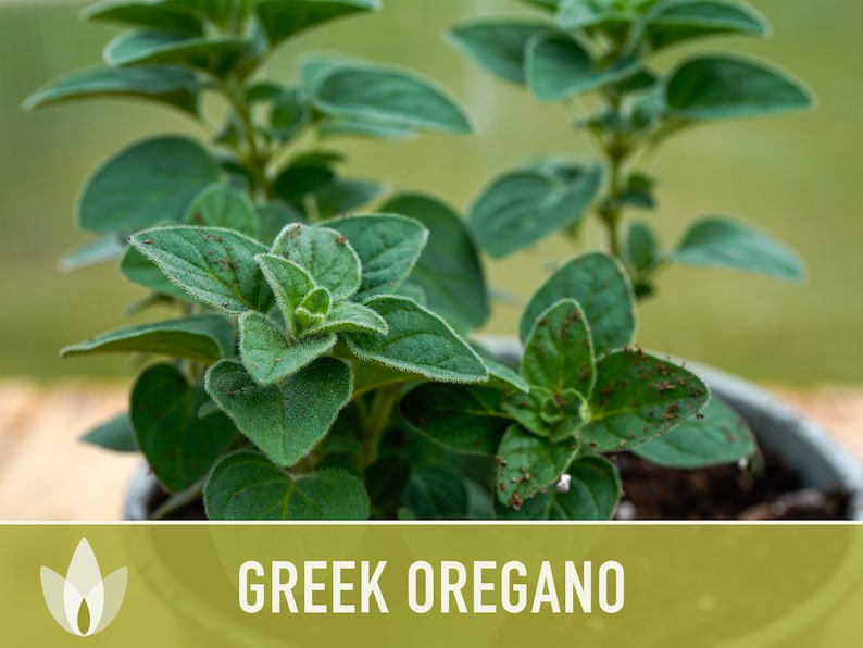 Greek Oregano Herb Heirloom Seeds - Open Pollinated, Non-GMO