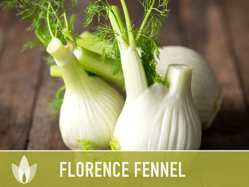 Florence Fennel Heirloom Seeds - Non-GMO, Medicinal Herb, Culinary Herb, Open Pollinated