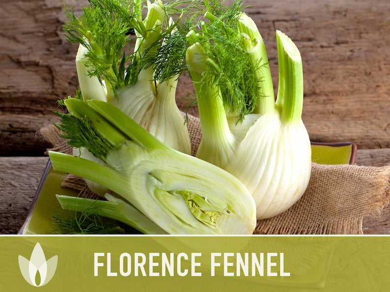 Florence Fennel Heirloom Seeds - Non-GMO, Medicinal Herb, Culinary Herb, Open Pollinated