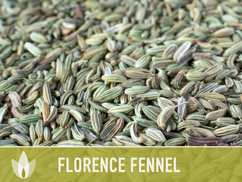 Florence Fennel Heirloom Seeds - Non-GMO, Medicinal Herb, Culinary Herb, Open Pollinated