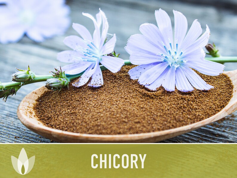 Chicory Wildflower Herb Heirloom Seeds, Flower Seeds, Wildflower, Medicinal Herb