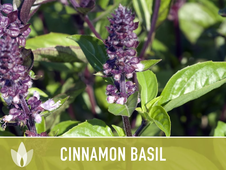 Cinnamon Basil Herb Heirloom Seeds