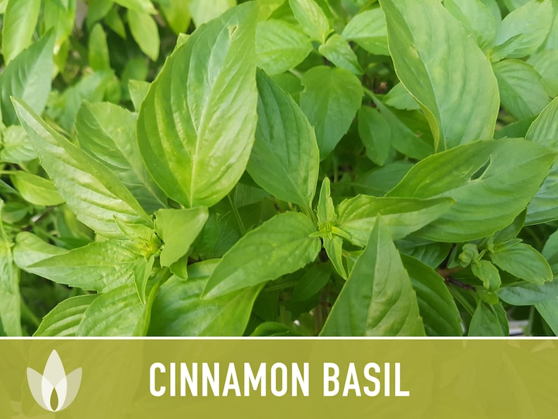 Cinnamon Basil Herb Heirloom Seeds