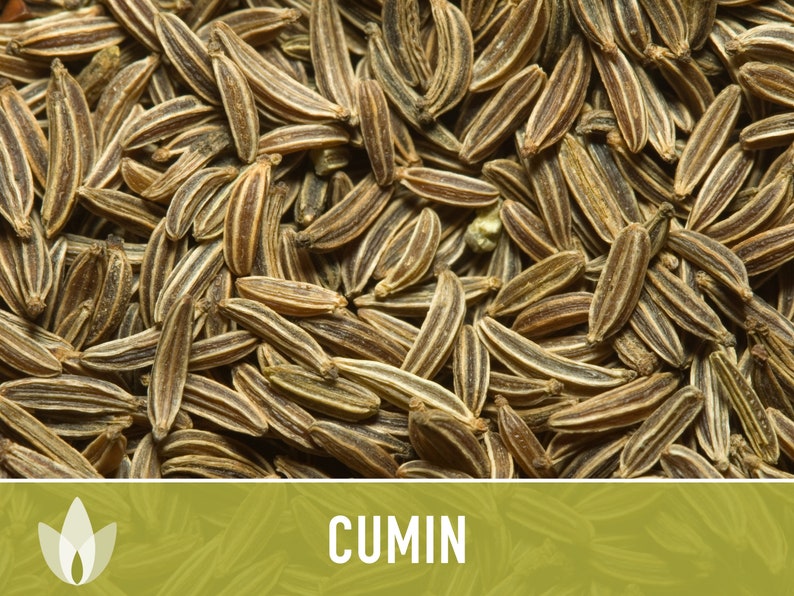 Cumin Herb Heirloom Seeds