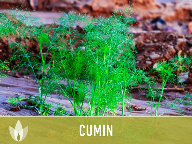 Cumin Herb Heirloom Seeds