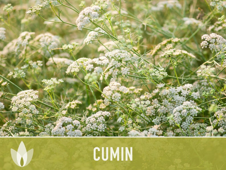 Cumin Herb Heirloom Seeds