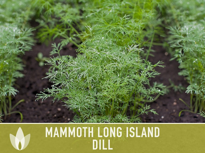 Mammoth Long Island Dill Heirloom Seeds - Pickling Spice, Culinary Herb, Butterfly Host Plant, Swallowtail Butterfly Host, Non-GMO